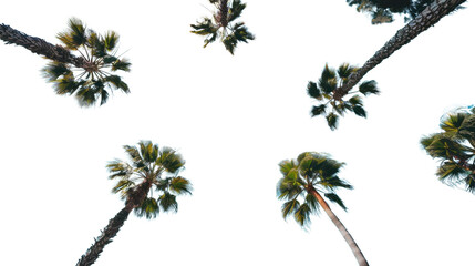 Palm trees reaching for the sky on transparent background