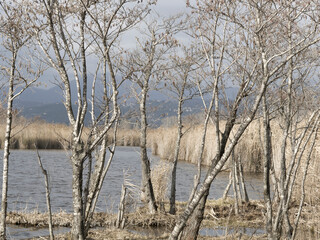 beautiful view of the naturalistic oasis of lake massaciuccoli in the province of lucca tuscany