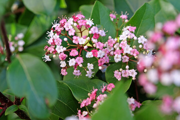 Dainty white and pink Viburnum tinus laurustinus ‘Lisa Rose’ in flower.