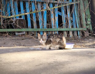 Homeless hungry kitten is eating outside. Stray kitten is eating outside.