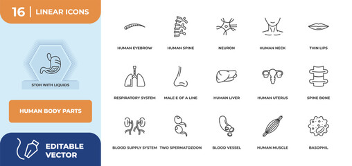 outline icons set - human body parts concept. stoh with liquids, human eyebrow and more.