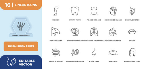 outline icons set - human body parts concept. human hand bones, men leg and more.