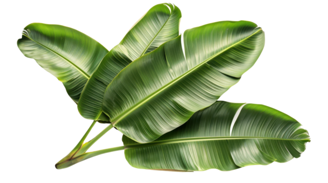 Vibrant green banana leaves creating tropical atmosphere on transparent background