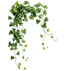 Hanging bush forest vine or ivy liana isolated transparent background