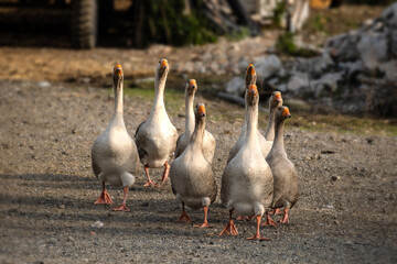Gaggle of geese running towards the camera.