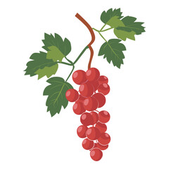 Fototapeta premium elegant illustration of bunch of grapes