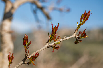 Red orange coloured spring pomegranate leaves that will shortly turn green.