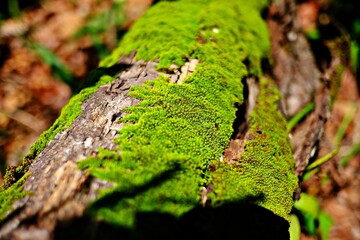 moss on a tree trunk