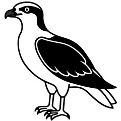vector illustration of a bird
