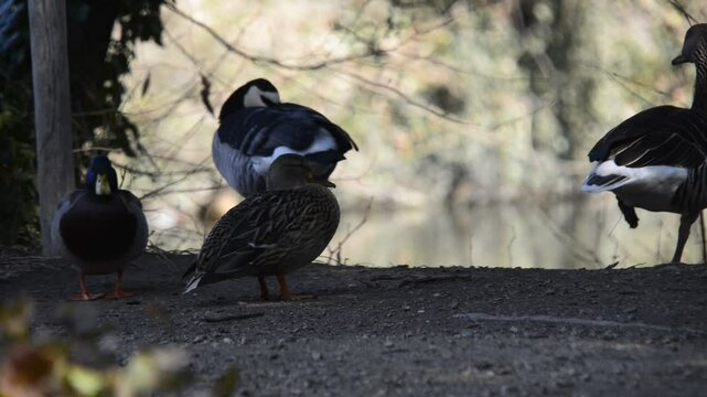 Stockenten und G&auml;nse im Park