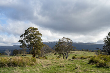 Stud Beef bulls and cows grazing on grass in a field, in Australia. breeds include speckle park,...