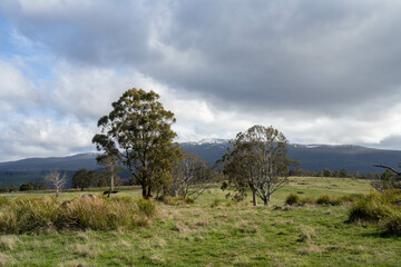 Obraz premium green fields on a farm with trees in spring