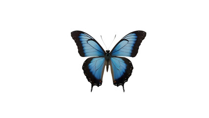 Fototapeta premium A beautiful blue color butterfly on transparent background