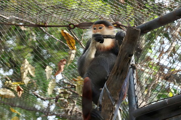 Red-shanked Douc Langur (Pygathrix nemaeus) sitting on a log and gnawing on small branches. inside Khao Kheow Open Zoo. Body hair is 5 colors,Back, crown, abdomen - gray. Chest, thighs - black. 
