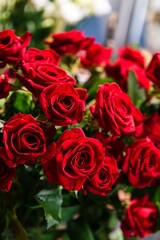 Lush Red Roses Bouquet in Soft Light