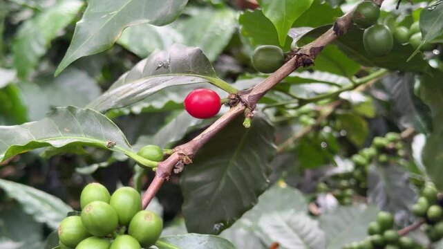 Closeup of Coffee Berry ona Plant