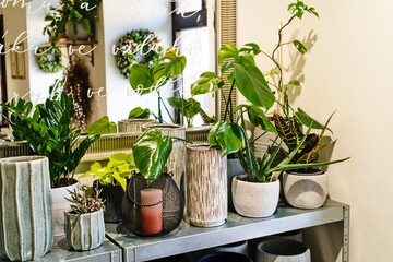 Indoor Houseplants on Shelf with Mirror