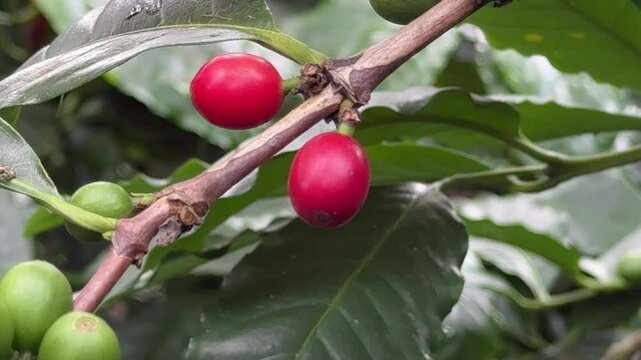 Closeup of Coffee Berry ona Plant
