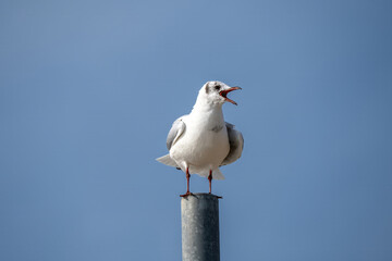 black headed gull  chroicocephalus ridibundus perched on a metal post squawking with blue sky in the background