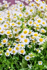 Obraz premium Vibrant Chamomile Flowers in Full Bloom