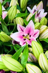 Obraz premium Pink Lily Bloom Surrounded by Green Buds