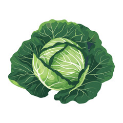 Fototapeta premium elegant illustration of fresh green cabbage