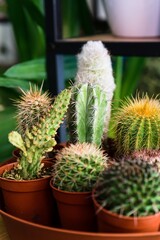 Fototapeta premium Diverse Collection of Potted Cacti Close-Up