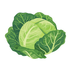 elegant illustration of fresh green cabbage