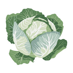 Fototapeta premium elegant illustration of fresh green cabbage