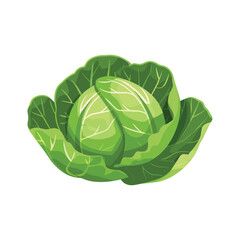 elegant illustration of fresh green cabbage