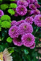 Vibrant Purple and Green Chrysanthemums in Bloom