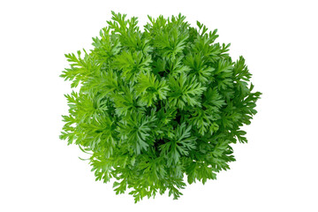 Fresh carrot top leaves isolated on transparent background