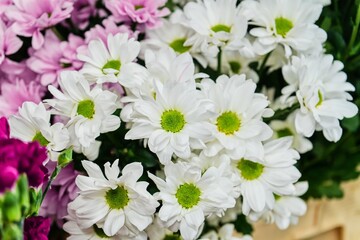 White Daisies in Full Bloom – Fresh and Delicate Beauty