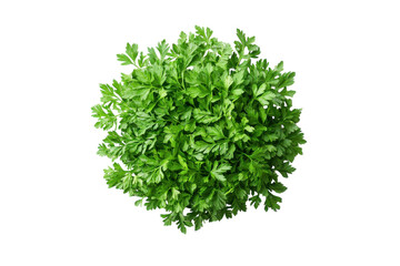 Obraz premium Top view of green leafy plant bush foliage cluster isolated on Transparent Background