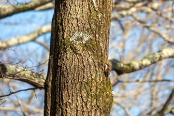 treecreeper certhia familiaris scuttling up the trunk of a tree