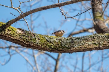 Eurasian nuthatch sitta europaea perched on the branch of a tree with blue sky in the background