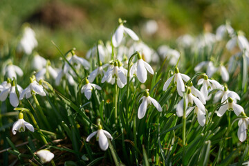 Blooming snowdrops in a meadow with a buttery soft bookeh.