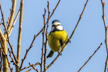 Blue Tit Perched on a Branch