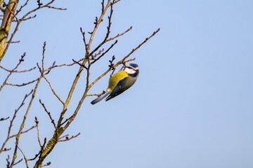 Blue Tit Perched on a Tree Branch