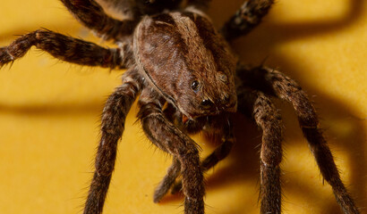 WOLF SPIDER MACRO DETAIL EYES HAIRS