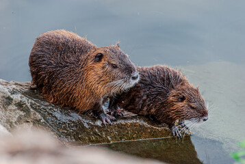 Nutria, swamp beaver - Myocastor coypus © serfeo