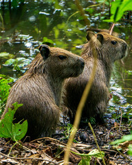 Two baby capybaras by the water in the jungle of the Pampas, Bolivia