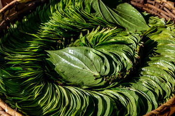 Fresh green betel leaves stacked in bundles in Myanmar on the market closeup