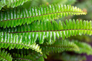 Fern leaves in the forest. Fresh green tropical foliage closeup background