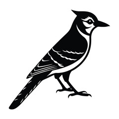 Blue Jay Perched with Tail Raised Slightly Silhouette