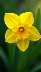 Close up of delicate spring narcissus flower petals, vibrant yellow color, blooming beauty, close up, blooming, spring