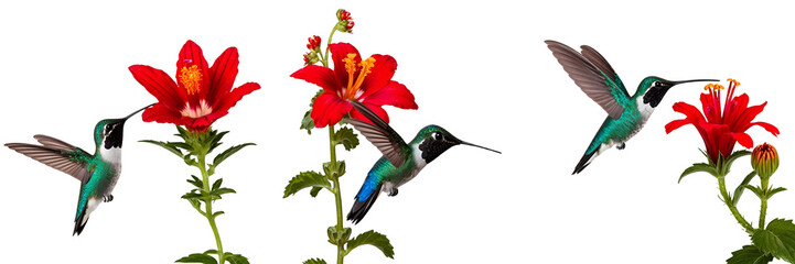 Obraz premium Set of A Blue hummingbird Violet Sabrewing flying next to beautiful red flower isolated on a transparent background
