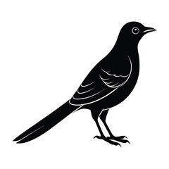 Cuckoo Perched with Small Beak and Raised Tail Silhouette