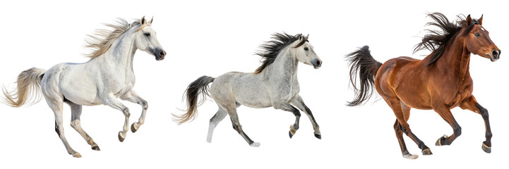 Obraz premium Set of A Picture presenting the galloping horse isolated on a transparent background