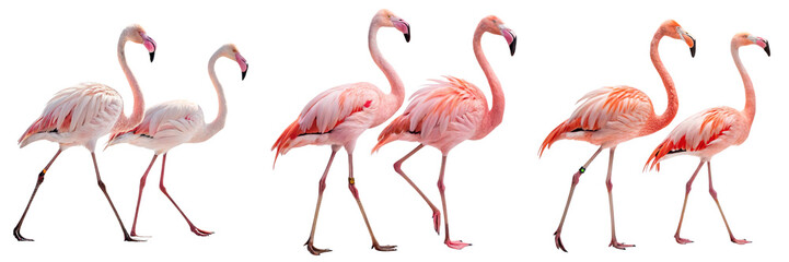 Obraz premium Set of beautiful Flamingos isolated on a transparent background